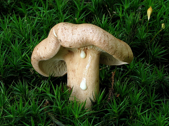 rýdzik bledý Lactarius pallidus Pers.