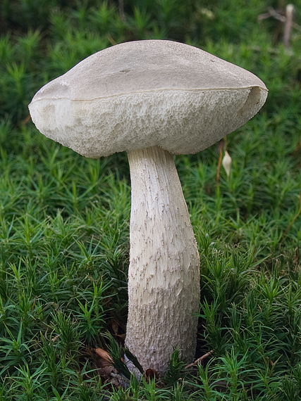 kozák Leccinum sp.