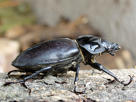 roháč obyčajný - samička Lucanus cervus