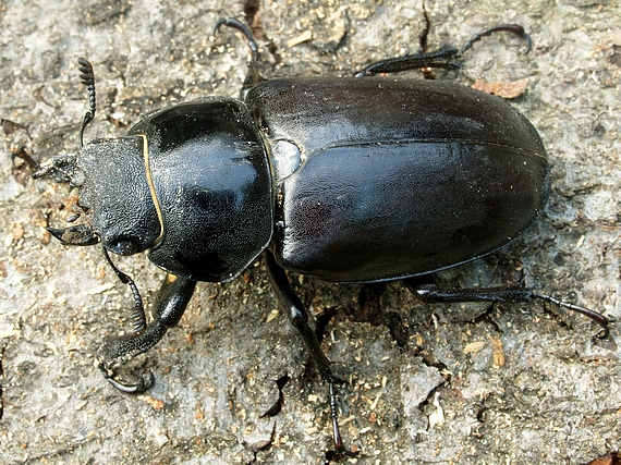 roháč obyčajný - samička Lucanus cervus