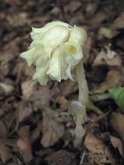 hniliak smrekový Monotropa hypopitys L.