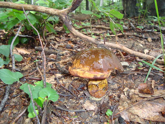 hríb zrnitohlúbikový Sutorius luridiformis (Rostk.) G. Wu & Zhu L. Yang