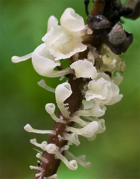 škľabôčka žihľavová Calyptella capula (Holmsk.) Quél.