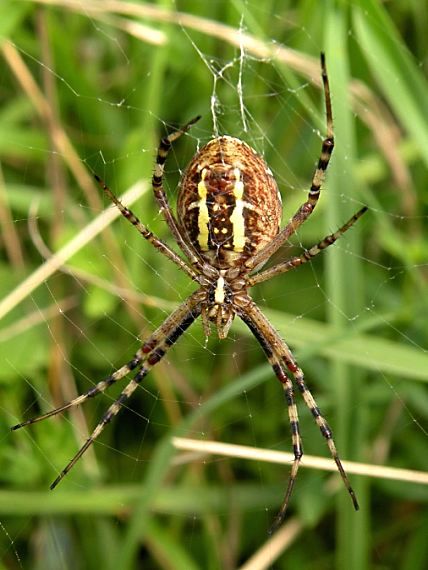 križiak pásavý Argiope bruennichi