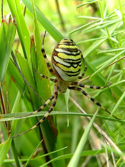 križiak pásavý Argiope bruennichi