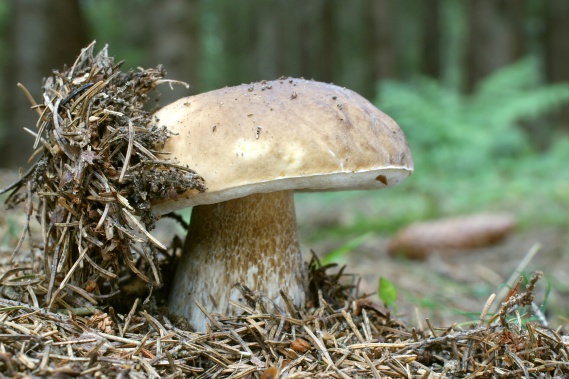 hríb smrekový Boletus edulis Bull.