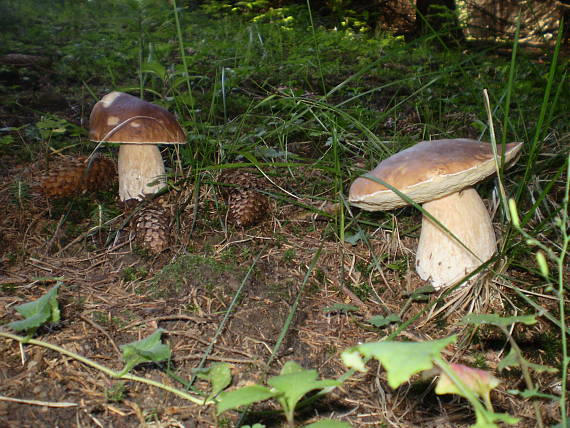 hríb smrekový Boletus edulis Bull.