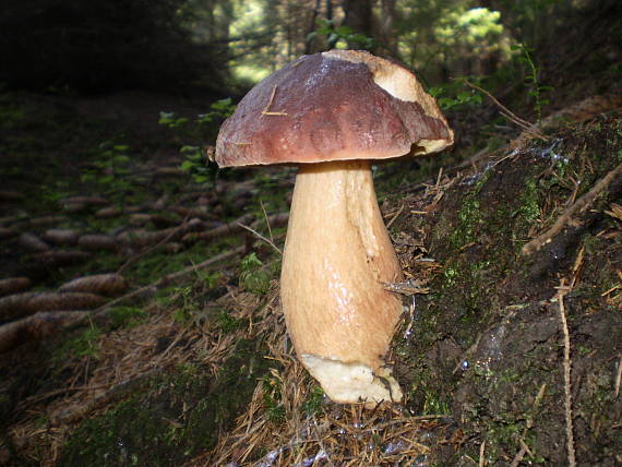 hríb sosnový Boletus pinophilus Pil. et Dermek in Pil.