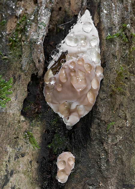 práchnovček pásikavý Fomitopsis pinicola (Sw.) P. Karst.