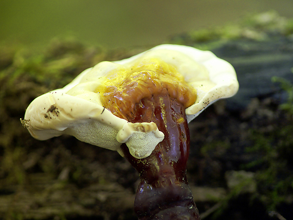 lesklokôrovka obyčajná Ganoderma lucidum (Curtis) P. Karst.