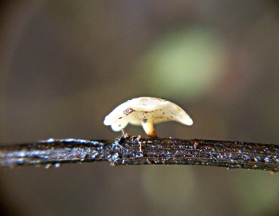 čiašočka ružovejúca Hymenoscyphus scutula (Pers.) W. Phillips