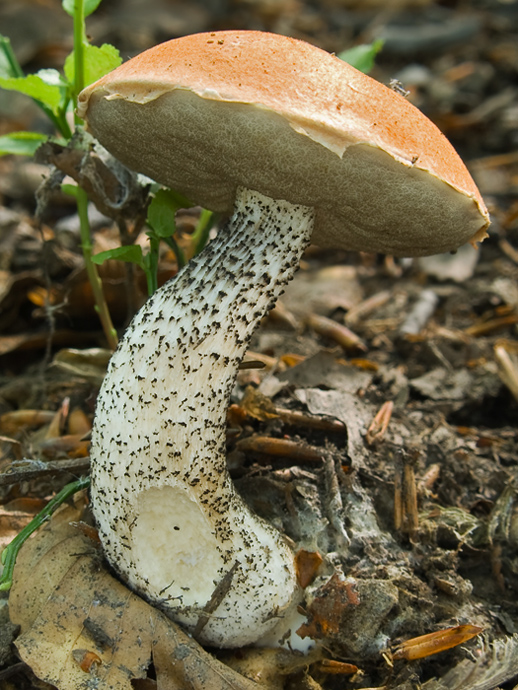 kozák  Leccinum sp.