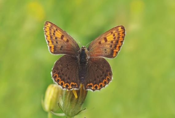 ohniváčik čiernoškvrnný Lycaena tityrus