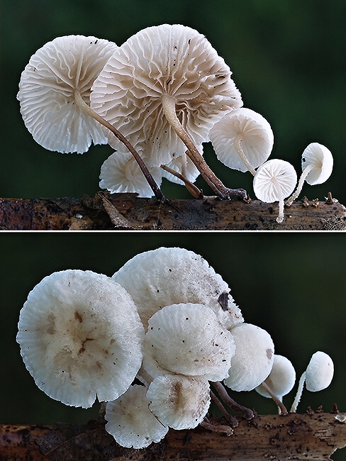 tancuľka konáriková Marasmiellus ramealis (Bull.) Singer