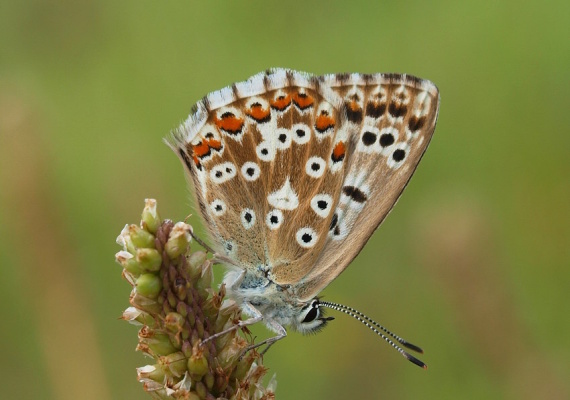 modráčik vikový Polyommatus coridon