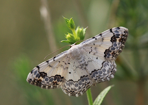 piadica ozdobná Scopula decorata