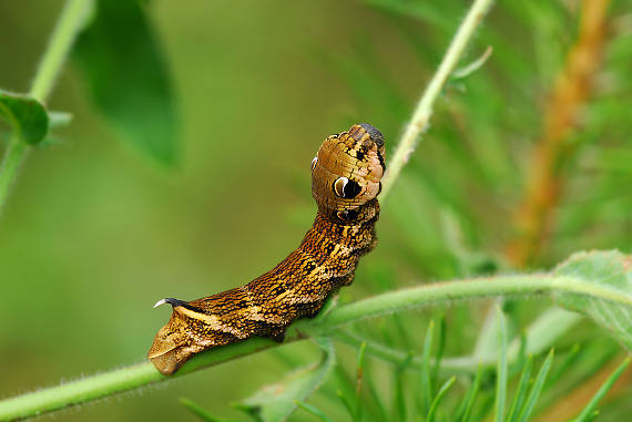 lišaj vŕbkový (Deilephila elpenor)