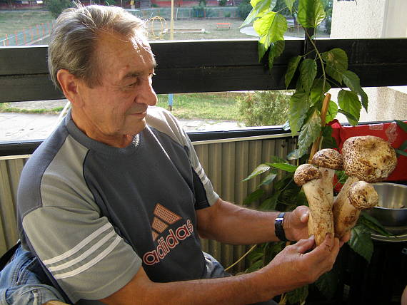 pečiarka trsovitá Agaricus bohusii Bon 1983