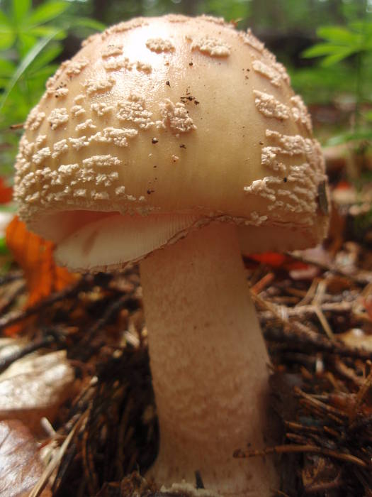 muchotrávka červenkastá Amanita rubescens Pers.