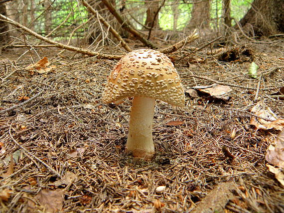 muchotrávka červenkastá Amanita rubescens Pers.