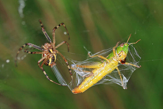 križiak pásavý Argiope bruennichi