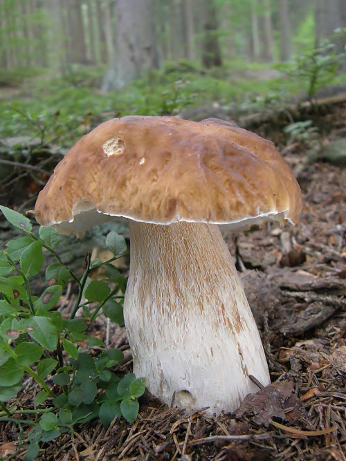 hríb smrekový Boletus edulis Bull.