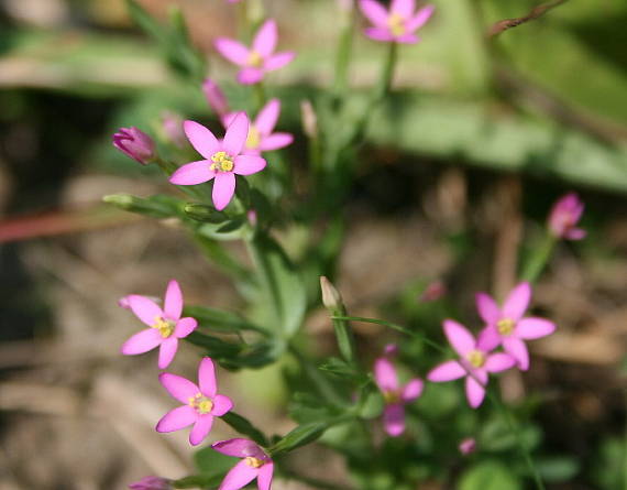 zemežlč spanilý Centaurium pulchellum (Sw.) Druce