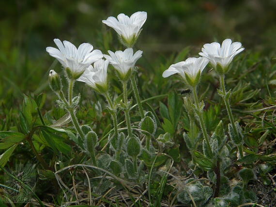 rožec vlnatý Cerastium eriophorum Kit.