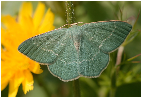 piadivka černicová. Chlorissa  cloraria