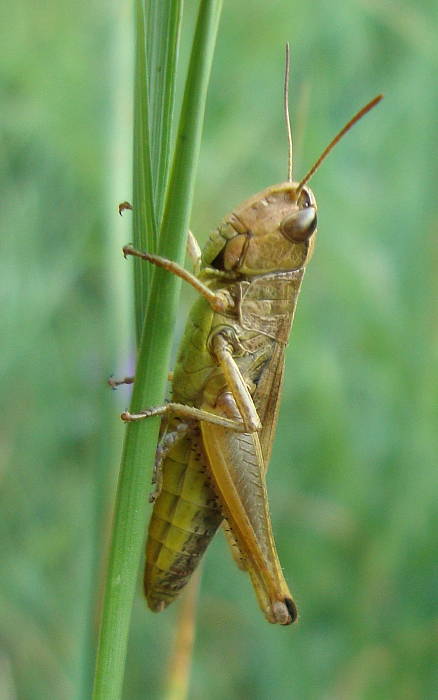 koník lúčny Chorthippus montanus