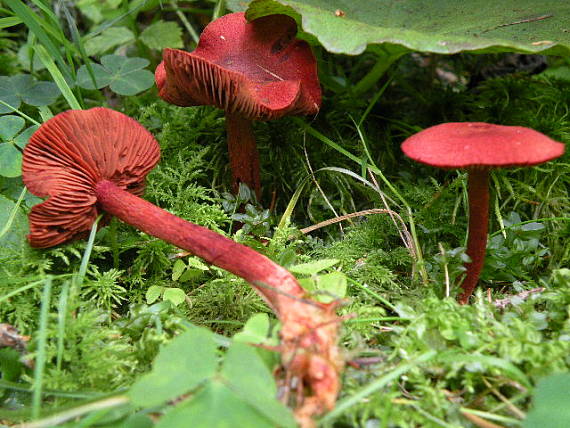 pavučinovec krvavý Cortinarius sanguineus (Wulfen) Fr.