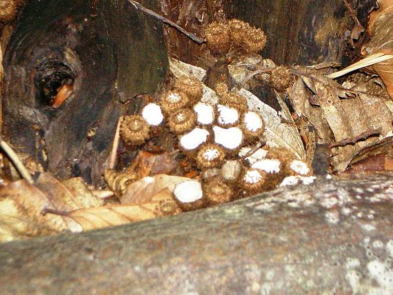 čiaškovec pásikavý Cyathus striatus (Huds.) Willd.