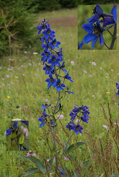 stračonôžka vysoká Delphinium elatum L.