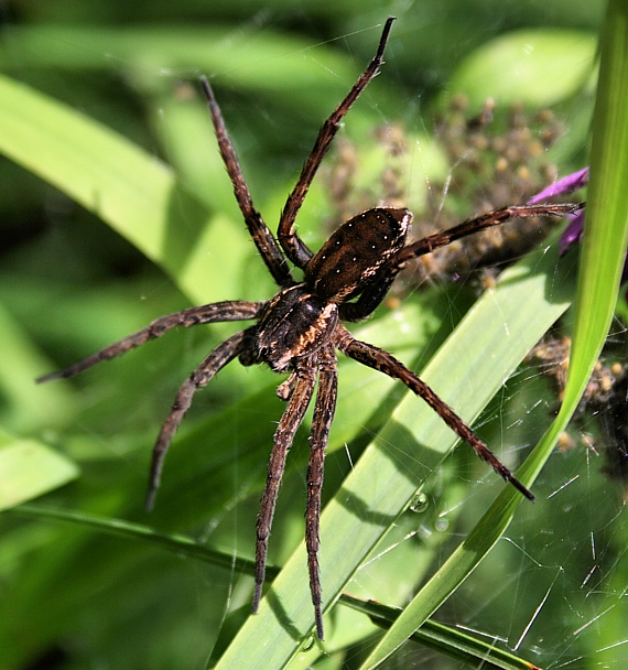 lovčík pobrežný Dolomedes fimbiatus