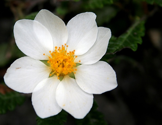 dryádka osemlupienková Dryas octopetala L.