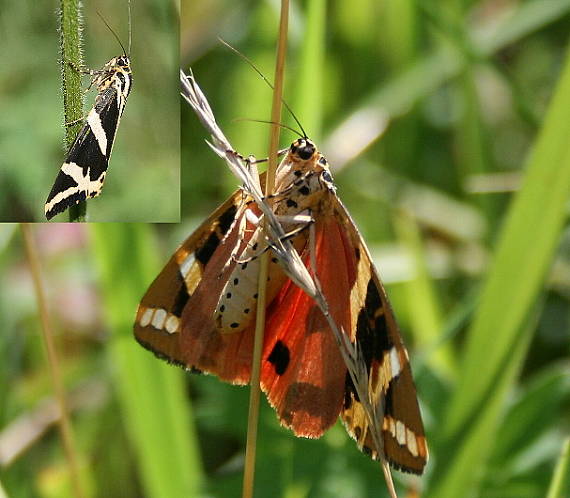 spriadač kostihojový Euplagia quadripunctaria