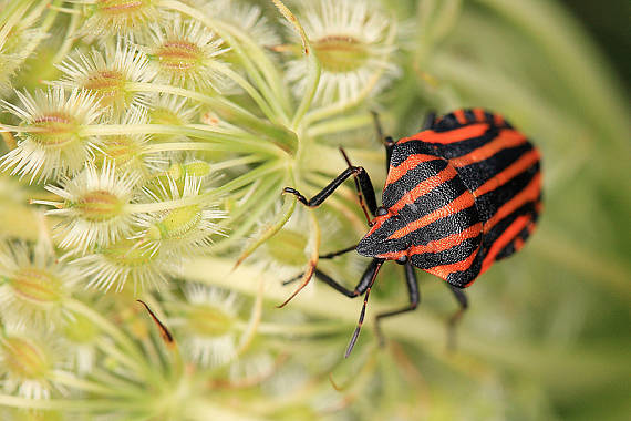 bzdocha pásavá Graphosoma italicum