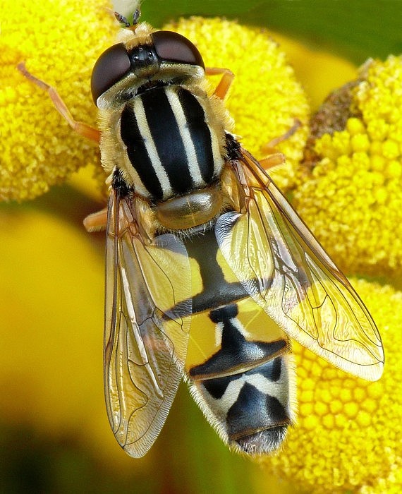 pestrica  Helophilus trivittatus (Fabricius, 1805)