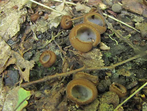 humária polguľovitá/Bělokosmatka polokulovitá Humaria hemisphaerica  (F.H. Wigg.) Fuckel