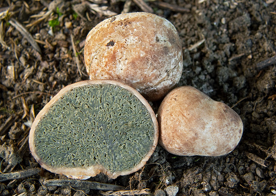 lúpavka belavá Hysterangium stoloniferum Tul. & C. Tul.