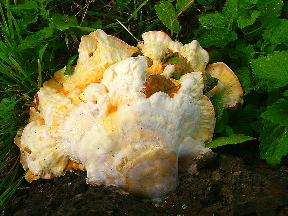 sírovec obyčajný Laetiporus sulphureus (Bull.) Murrill