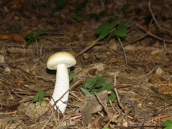 kozák hrabový Leccinum pseudoscabrum (Kallenb.) Šutara