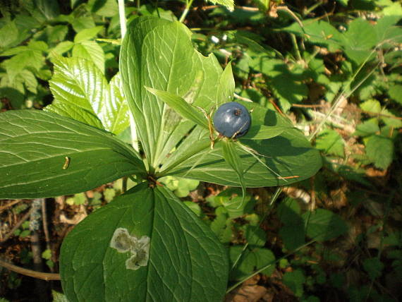 vranovec štvorlistý Paris quadrifolia L.