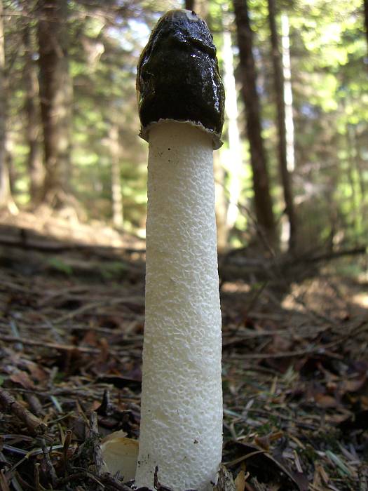 hadovka smradľavá Phallus impudicus L.