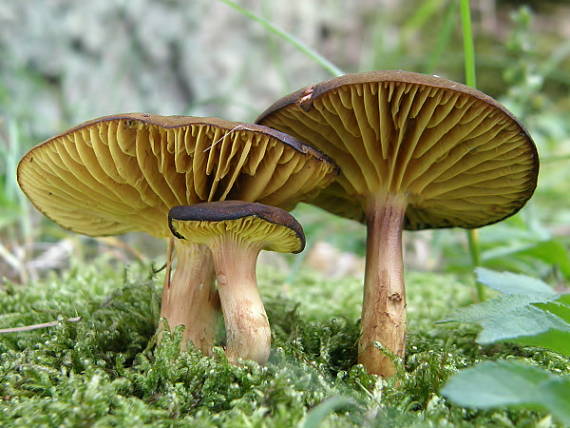 lupeňopórovec hnedožltý Phylloporus pelletieri (Lév.) Quél.