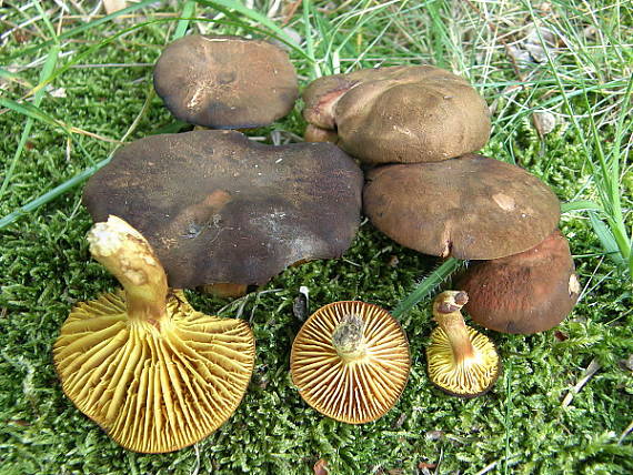 lupeňopórovec hnedožltý Phylloporus pelletieri (Lév.) Quél.