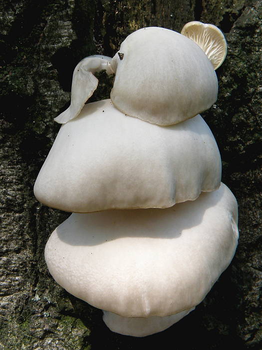 hliva buková Pleurotus pulmonarius (Fr.) Quél.