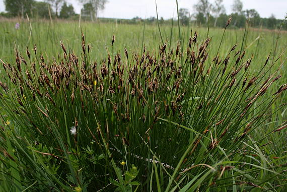 šašina hrdzavá Schoenus ferrugineus L.