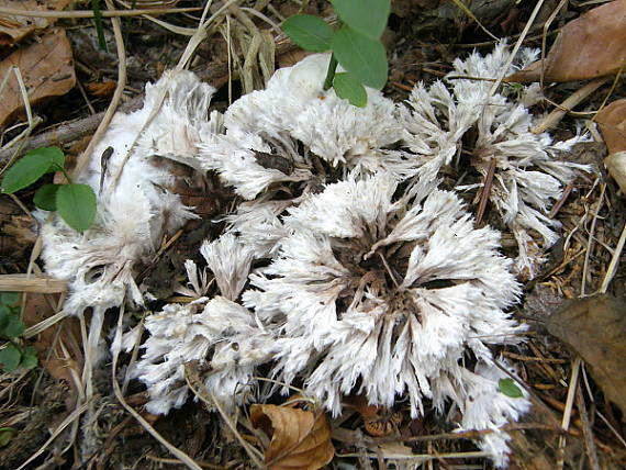 plesňovka belavohnedá Thelephora penicillata (Pers.) Fr.