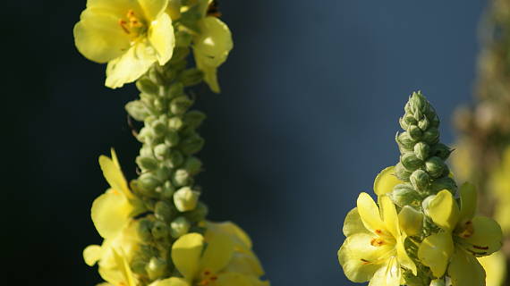 divozel Verbascum sp.